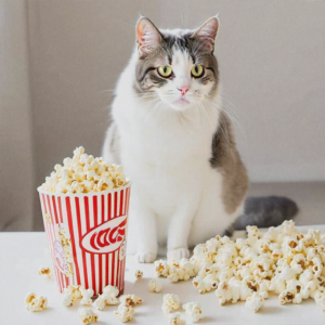 can cats have popcorn?