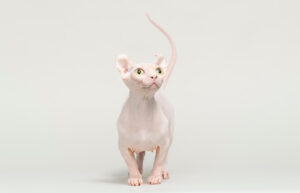 Are Hairless Cats Hypoallergenic?