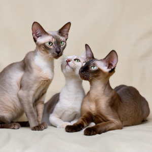 Are Hairless Cats Hypoallergenic?