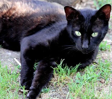 Black Savannah Cat