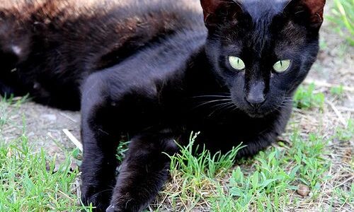 Black Savannah Cat