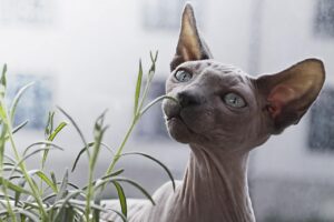 Are Hairless Cats Hypoallergenic?