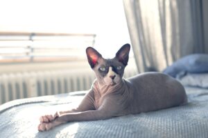 Are Hairless Cats Hypoallergenic?