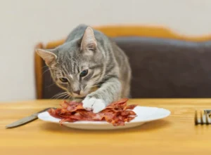 Can cats eat bacon