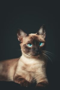 Are Siamese Cats Hypoallergenic?