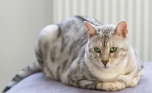 silver bengal cat