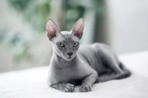 Are Hairless Cats Hypoallergenic?