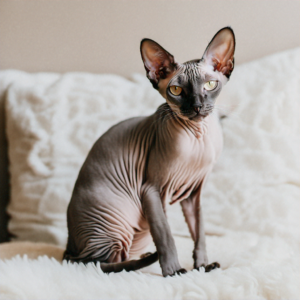 Are Hairless Cats Hypoallergenic?