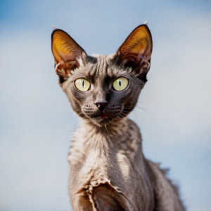 Are Hairless Cats Hypoallergenic?