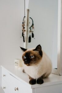 Are Siamese Cats Hypoallergenic?