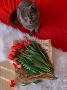 Are tulips toxic to cats?