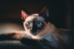 are siamese cats hypoallergenic