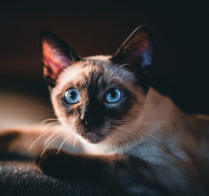 are siamese cats hypoallergenic