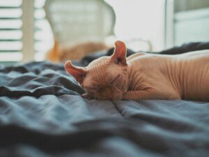 Are Hairless Cats Hypoallergenic?