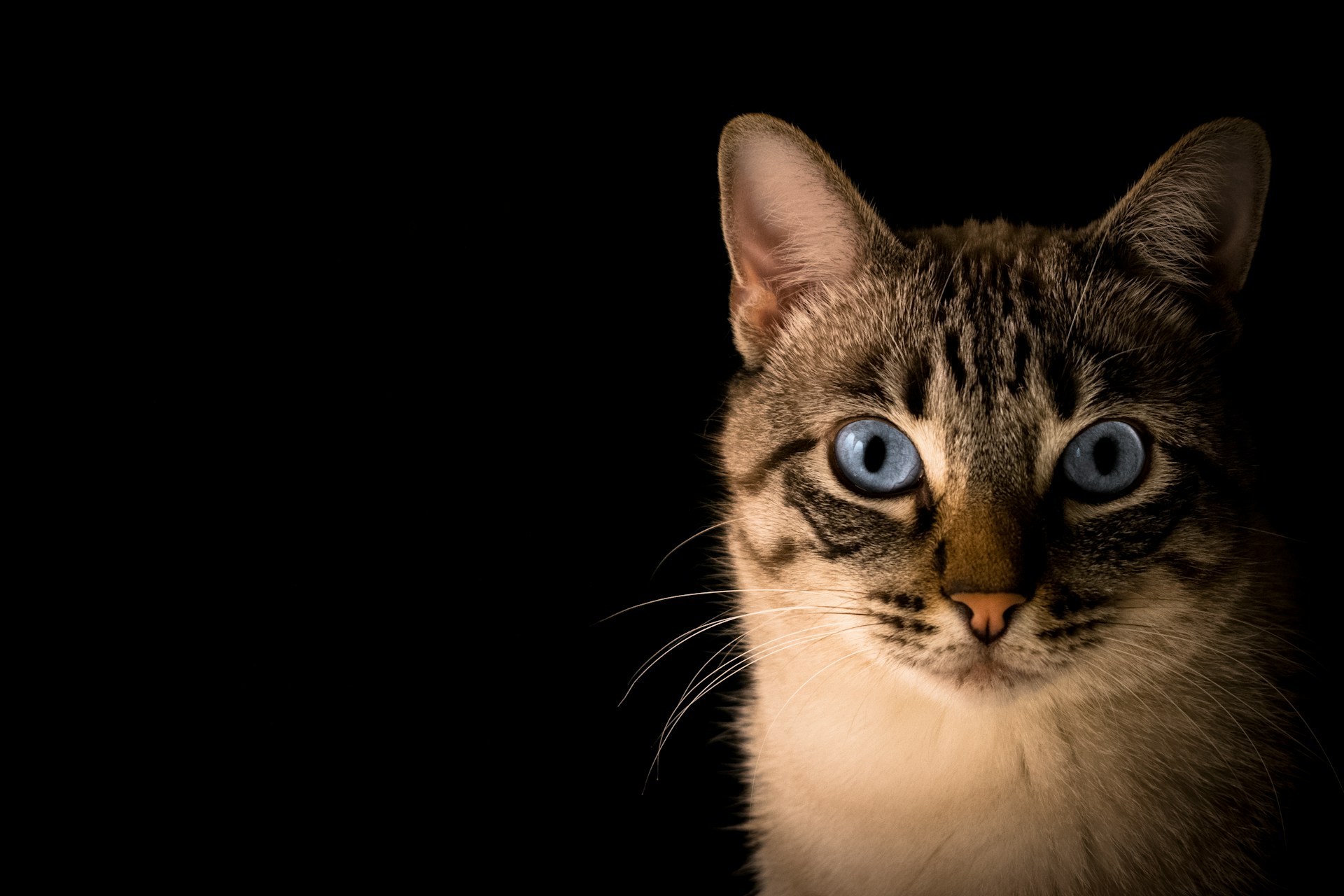 The Enchanting Silver Bengal Cat: A Complete Guide