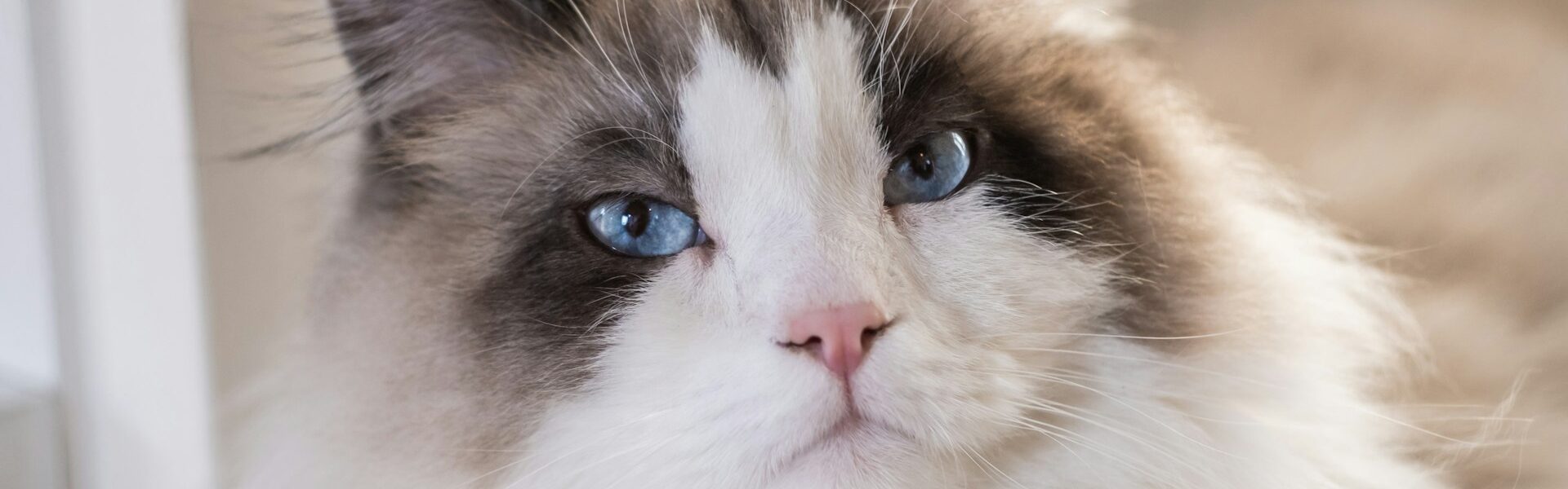 Siberian Forest Cat Hypoallergenic