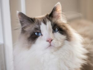 Siberian Forest Cat Hypoallergenic