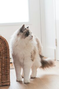 Siberian Forest Cat Hypoallergenic