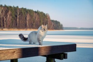 Siberian Forest Cat Hypoallergenic