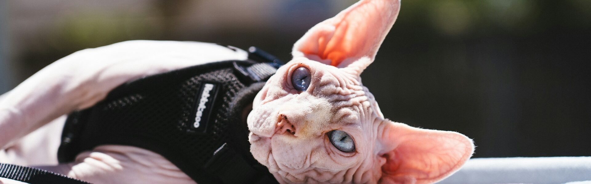 Are Hairless Cats Hypoallergenic?