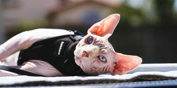 Are Hairless Cats Hypoallergenic?