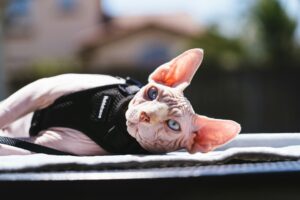 Are Hairless Cats Hypoallergenic?