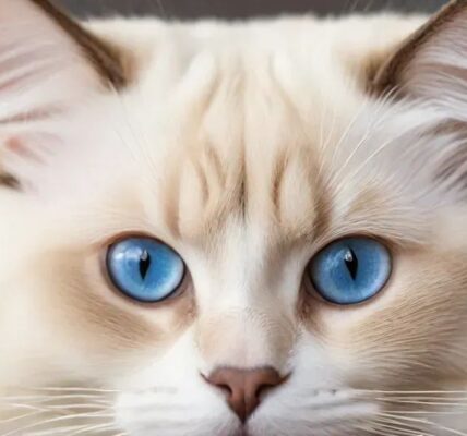 Are Ragdoll Cats Hypoallergenic?