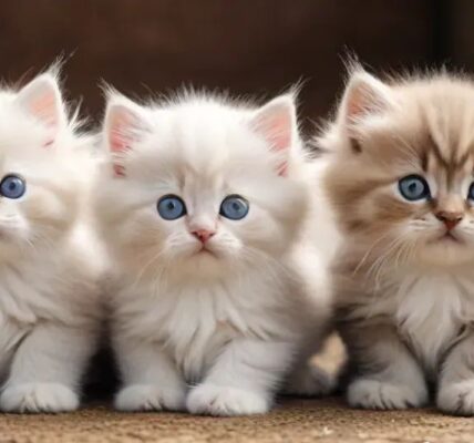 Long Haired Kittens