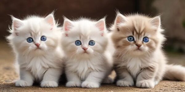 Long Haired Kittens