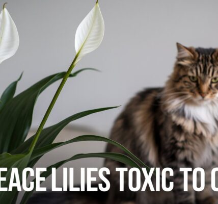 Are Peace Lilies Toxic to Cats