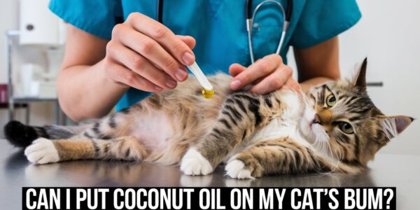 Can I Put Coconut Oil on My Cat's Bum