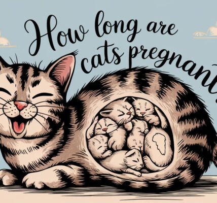 How Long Are Cats Pregnant