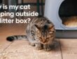 Why Is My Cat Pooping Outside the Litter Box?