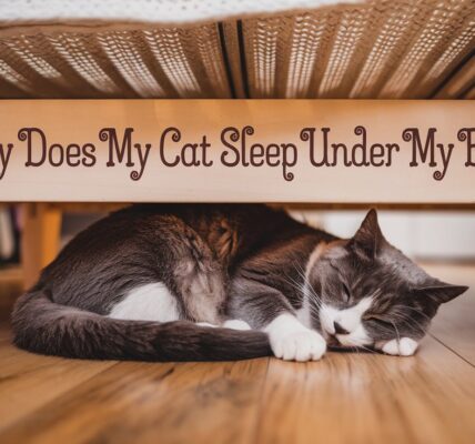 Why Does My Cat Sleep Under My Bed?