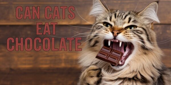 can cats eat chocolate