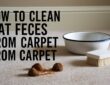 How to Clean Cat Feces from Carpet