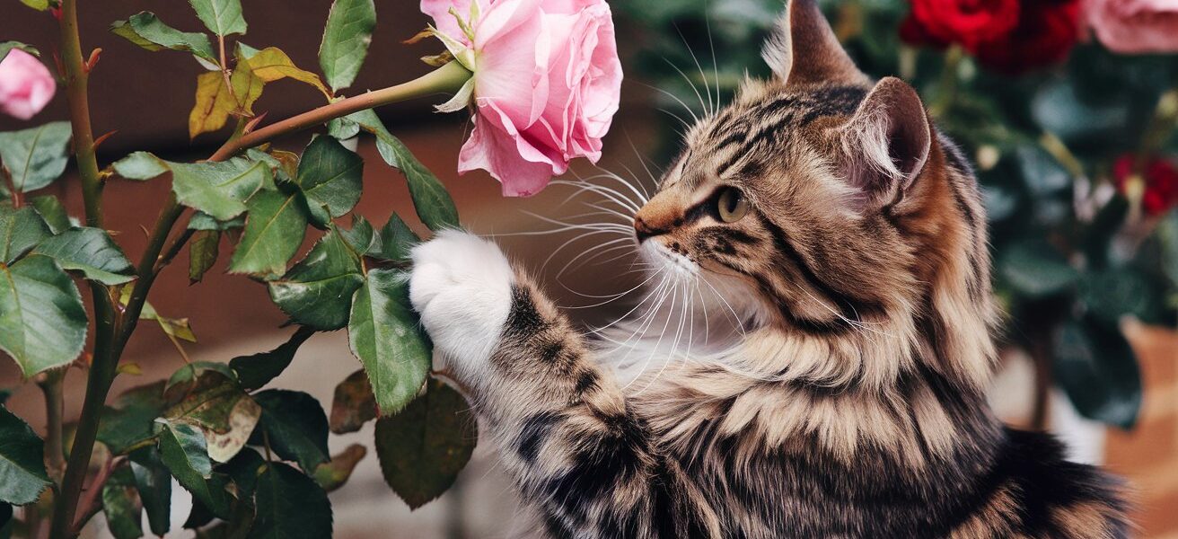 Are Roses Poisonous to Cats