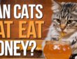 Can Cats Eat Honey?