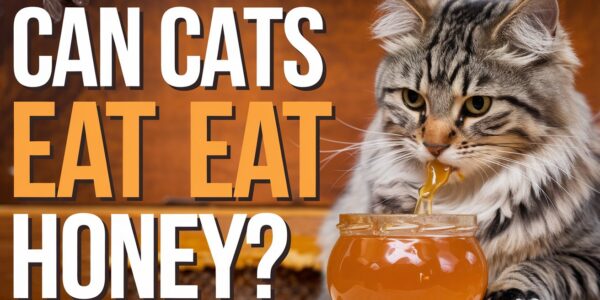 Can Cats Eat Honey?