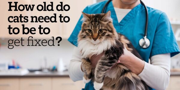 How Old Do Cats Need to Be to Get Fixed?